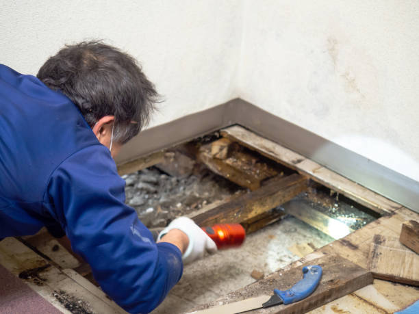 Best Toxic Mold Removal  in Narberth, PA