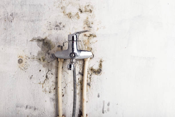 Best Professional Mold Removal  in Narberth, PA