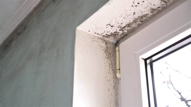 Best Fast Mold Removal  in Narberth, PA
