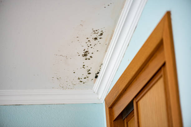 Best Residential Mold Removal  in Narberth, PA