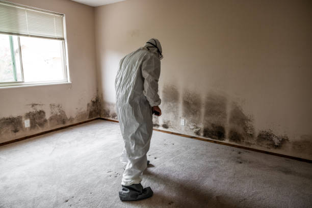 Best Certified Mold Removal  in Narberth, PA