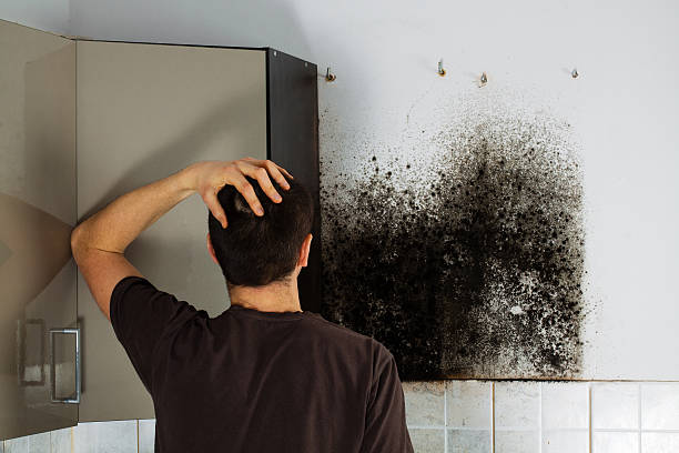 Attic Mold Removal in Narberth, PA
