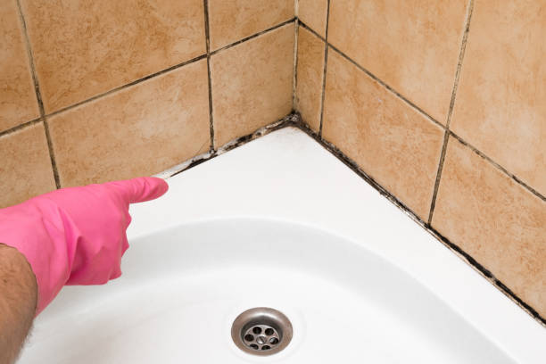 Best Local Mold Removal Service  in Narberth, PA